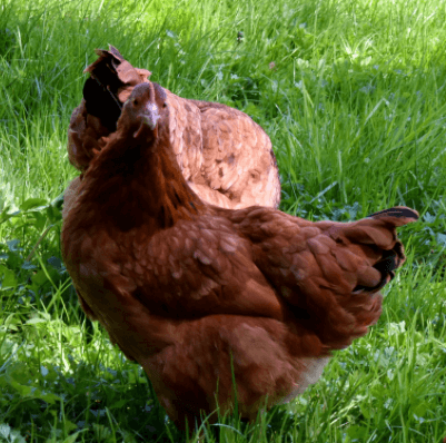 智慧家禽养殖系统