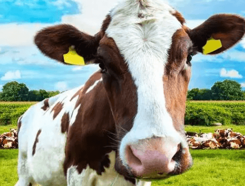 智慧养牛场系统